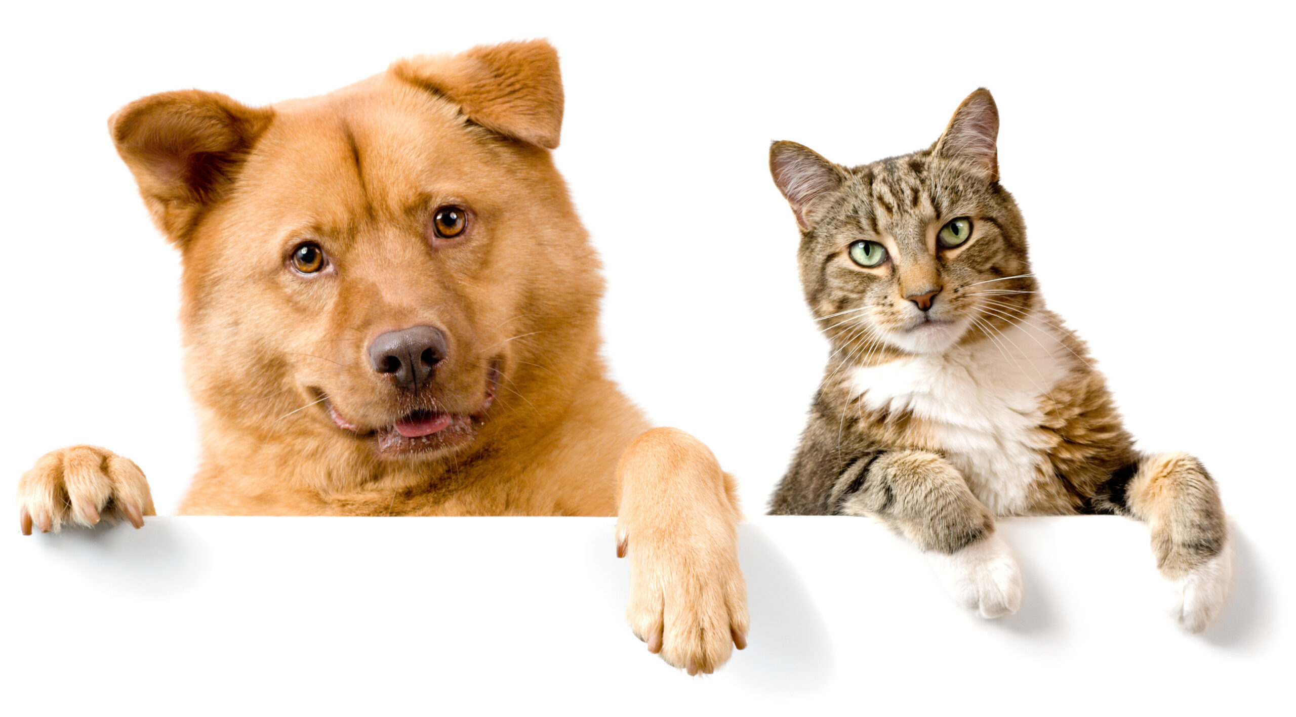 Kuris gyvūnas man labiau tinka: katė ar šuo?