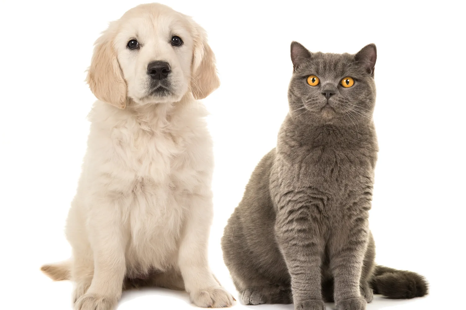 Kuris gyvūnas man labiau tinka: katė ar šuo?